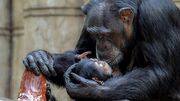 این شامپانزه عزادار سه ماه است که نوزاد مرده‌اش را رها نمی‌کند! + عکس