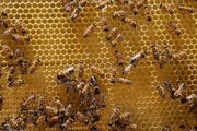 تصویب معافیت محصولات زنبور عسل از مالیات بر ارزش‌ افزوده