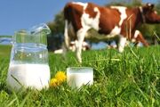 جهاد کشاورزی: قیمت مصوب شیرخام تاکنون اعلام نشده است