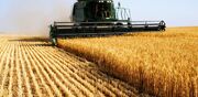ایران صادرکننده گندم می شود