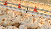 جهش تولید نقطه عطفی برای صنعت مرغداری ایران