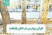 خزان زودرس درختان پایتخت