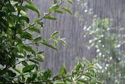 رگبار باران در نقاط مختلف کشور 