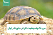 سوپ لاک‌پشت به قیمت انقراض جانور نادر ایران