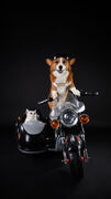موتورسواری حرفه‌ای و عجیب سگ در خیابان! + فیلم