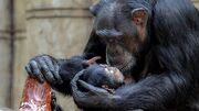 عزاداری عجیب شامپانزه برای نوزاد مرده‌اش