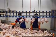 قیمت مرغ زنده در بازار چقدر است؟