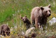 مشاهده خرس مادر و دو فرزندش در ارتفاعات البرز + فیلم