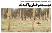 ادامه قطع درختان در تهران: درختان سرخه‌حصار هم از شهرداری ضربدر گرفتند