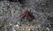 زباله های 7 میلیارد تومانی آرادکوه و تغییر روند امحای زباله