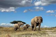 پژوهشی جدید: فیل‌ها یکدیگر را با اسم صدا می‌زنند