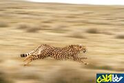 جریمه شکار یوزپلنگ ایرانی چقدر است؟