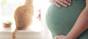ابتلا به توکسوپلاسموز در بارداری خطرناک است