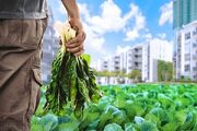 ارزیابی سلامت محصولات باغی و کشاورزی شهری تهران