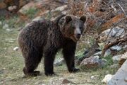 خسارت خرس قهوه ای در باغهای مرودشت ارزیابی شد