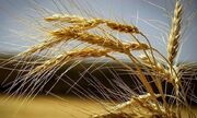 تولید یک میلیون تن گندم؛ رکورد 13 ساله فارس در توسعه کشاورزی