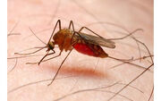 یادداشت؛ بیماری مالاریا و علایم آن