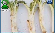 خاصیت درمانی گیاه بهاری کنگر Cirsium vulgare