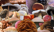 نکاتی درباره مسمومیت با قارچ ها