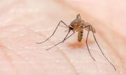 نبرد هوش مصنوعی با مالاریا