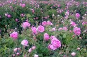 خرید توافقی ۲۳۰ تن گل محمدی از باغداران دارابی