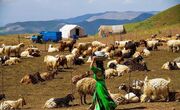 ۶۳.۵ درصد افزایش قیمت هر کیلوگرم شقه گوسفند در یک سال