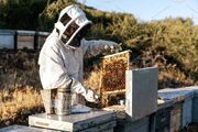 زنبورداران نیازمند تسهیلات حمایتی/ تولید عسل نمدار در انحصار گلستان است