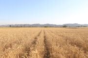 برداشت ۱۲۰ تن گندم از گندم‌زارهای استان تهران