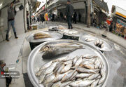 قیمت انواع ماهی ۲۶ خرداد ۱۴۰۳