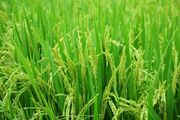 افزایش ضریب تبدیل برنج با ورود کمباین‌های تخصصی و اصلاح شالیکوبی‌ها