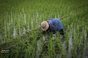 تنش‌ها و التهابات کشت و بازار برنج| کشاورز ناگزیر به شالیکاری می‌شود