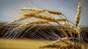 خوزستان رکورددار تولید گندم و چغندرقند در کشور است