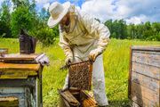 فعالیت زنبورداری از تولید تک محصولی خارج شد