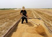 خرید ۹.۷ میلیون تن گندم از کشاورزان| ۶۴.۲ همت پول گندمکاران پرداخت شد