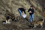 غذارسانی به "سگ‌های ولگرد" جفا در حق حیات وحش است