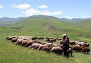 پرواربندی ۳ میلیون راس دام در طرح تولید قراردادی گوشت دام سبک عشایر