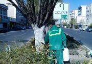 شهروندان از لمس درختان با "تنه‌ سفید" خودداری کنند