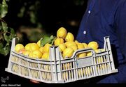 تولید سالانه ۲۵هزار تن زردآلو در باغات لرستان