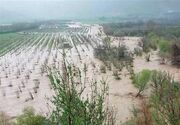 خسارت ۱۴۵ میلیارد تومانی بارندگی به کشاورزی خراسان جنوبی