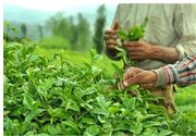 رئیس سازمان چای: دولت ‌مسئله چای سنواتی را تعیین تکلیف کند