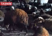 تلف شدن ۵۷ رأس گوسفند در برخورد با قطار در آبیک