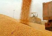 خریدبیش از ۷۷۰ هزار تن گندم ‌از کشاورزان استان خوزستان