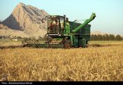 ۲۰ هزار تن گندم استان فارس از آسیب باران و سیل در امان ماند