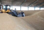 خرید ۱۱ هزار تن گندم کشاورزان استان بوشهر