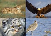 ۲۵ گونه جانوری خراسان جنوبی در معرض خطر انقراض