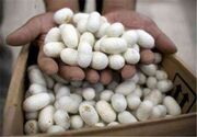 توزیع ۱۹۰ بسته تخم نوغان در سوادکوه شمالی