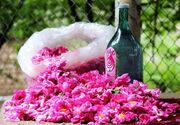 صادرات گلاب لرستان به عراق/ تولید ۴تن گل محمدی در هر هکتار