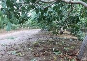 خسارت سیل، تگرگ و باران به ۴هزار هکتار از به مزارع بردسکن