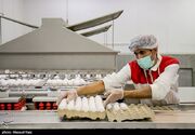 تولید سالانه ۸۶ هزار تخم مرغ در البرز
