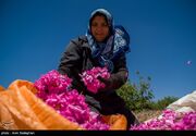 تولید سالیانه ۲۰۰ هزار لیتر گلاب در کرمانشاه